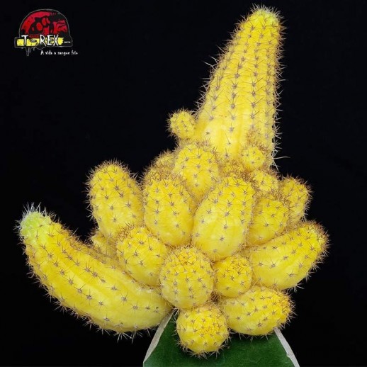 Comprar cacto amarelo Comprar cacto amarelo