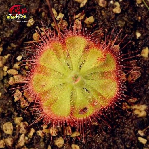 Comprar muda de planta carnivora Comprar muda de planta carnivora