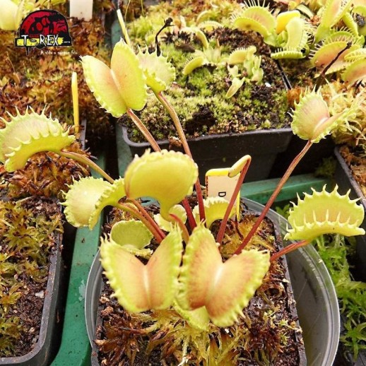 Muda de Planta Carnivora werewolf