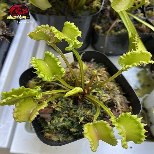 muda de planta carnivora dioneia