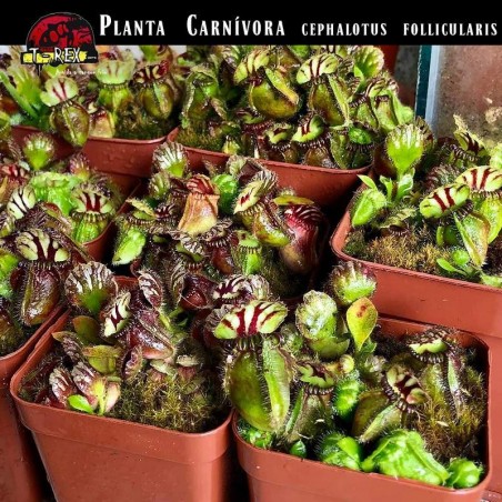 muda planta carnívora cephalotus