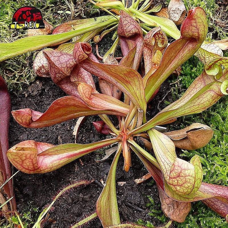 comprar muda de planta carnivora sarracenia psitacinna