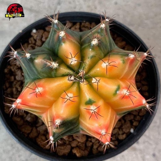 Muda de Cacto Gymnocalycium Variegata