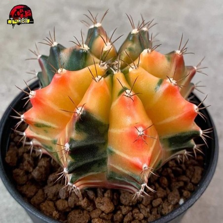 Comprar Cacto amarelo Gymnocalycium