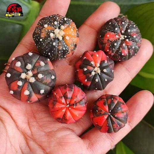 Cacto Vermelho Astrophytum asterias