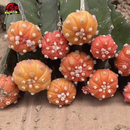 Comprar cacto laranjado Astrophytum asterias