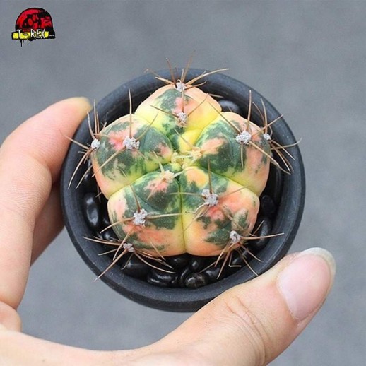 Comprar cacto colorido