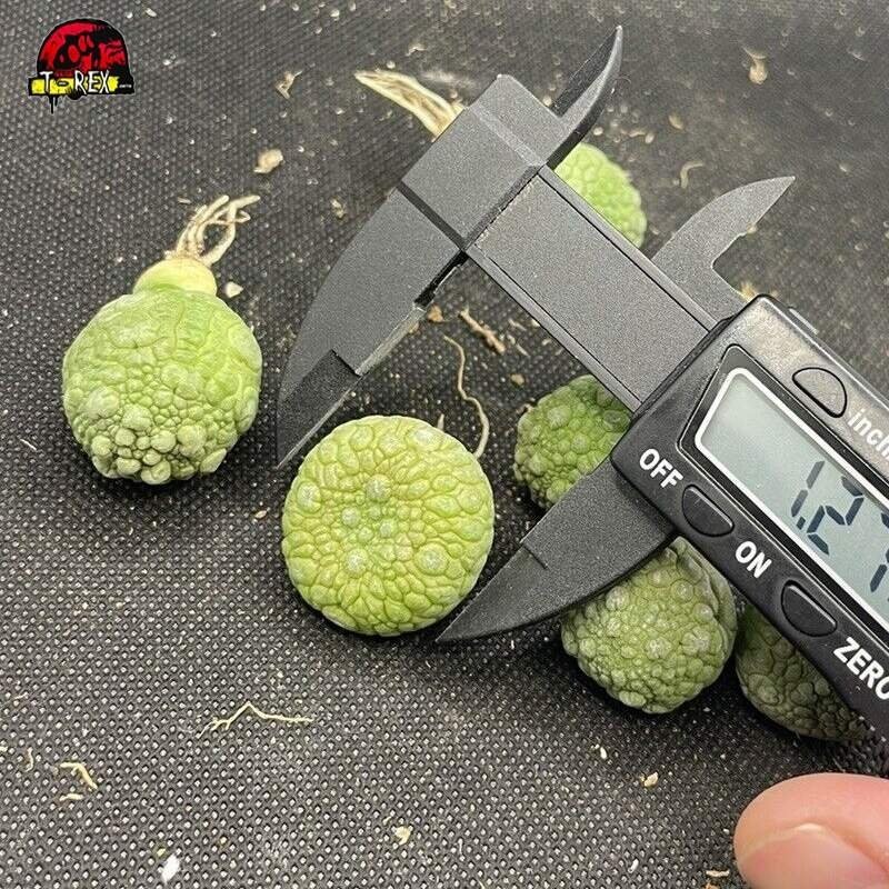 Muda de Suculenta Rara pseudolithos migiurtinus