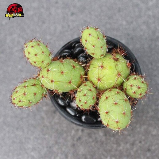 Cacto para Colecionador