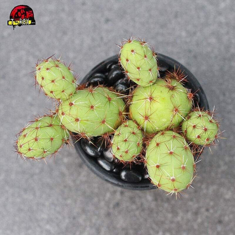 Cacto para Colecionador