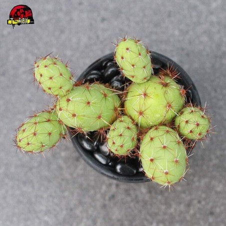 Cacto para Colecionador