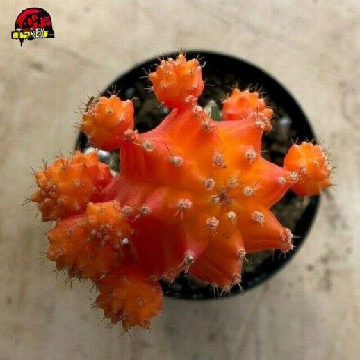 Comprar cacto cor laranja