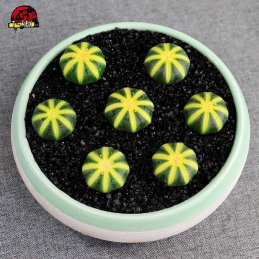 Astrophytum asterias Cacto Amarelo