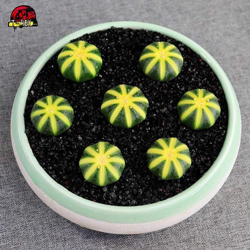 Astrophytum asterias Cacto Amarelo