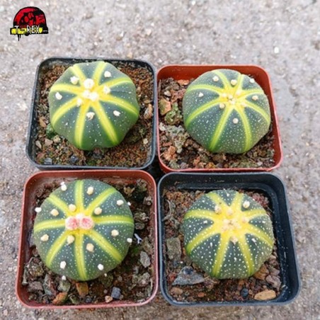 Comprar Cacto Amarelo Astrophytum asterias