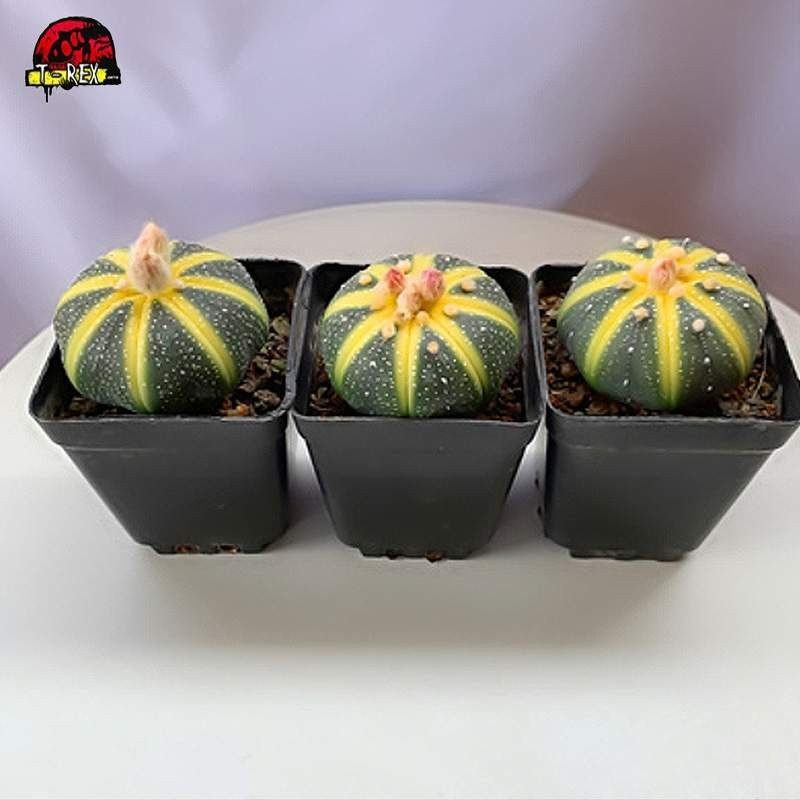 Cacto amarelo a venda