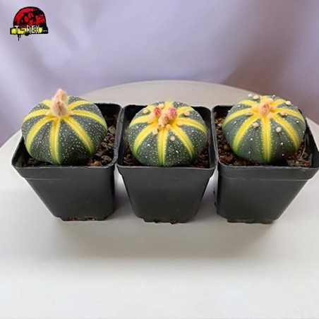 Cacto amarelo a venda