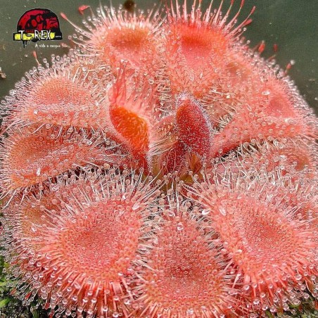 comprar planta carniora drosera burmanni red