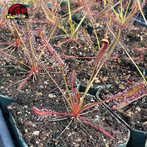 comprar planta carnvora drosera capensis