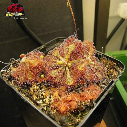 comprar planta carnivora drosera vanusta