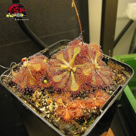 comprar planta carnivora drosera vanusta