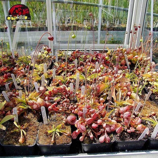 comprar planta carnivora sarracenia psitacinna