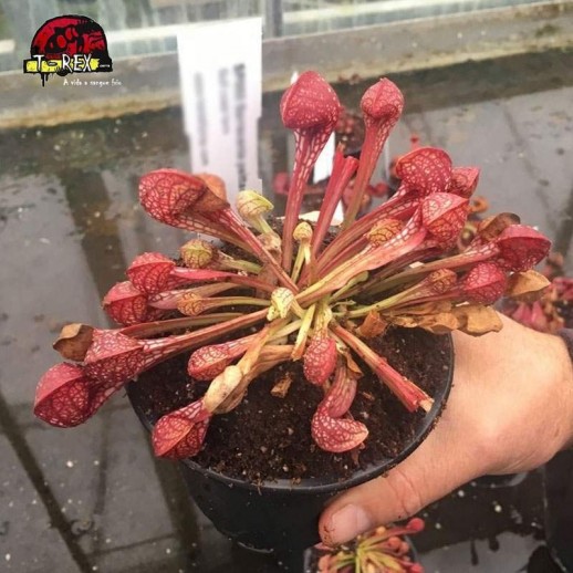 comprar planta carnivora sarracenia psitacinna