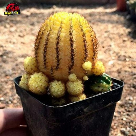 Cacto Amarelo matucana...