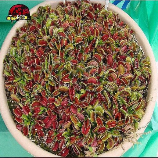 comprar muda de planta carnivora