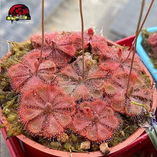 comprar planta carniora drosera burmanni red