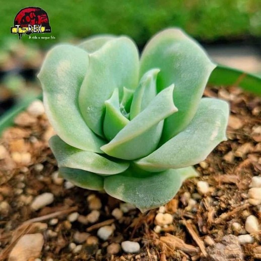 comprar planta suculenta graptoveria lovely rose
