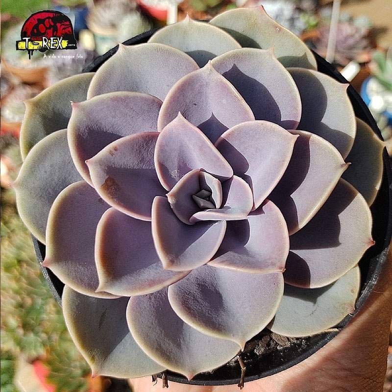 comprar planta suculenta echeveria perle von nurnberg
