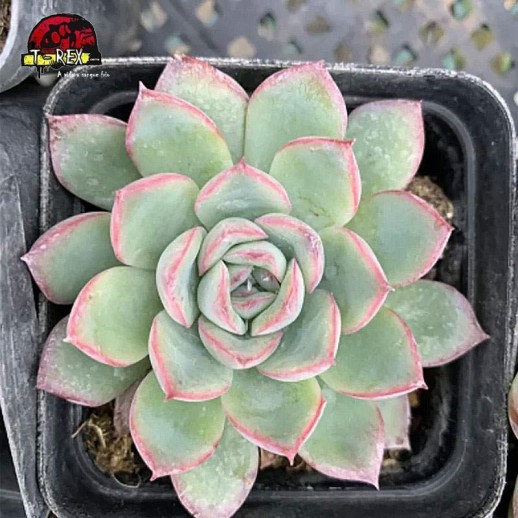 Planta suculenta ECHEVERIA...