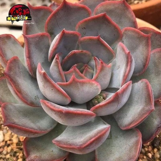 comprar suculenta echeveria dark ice