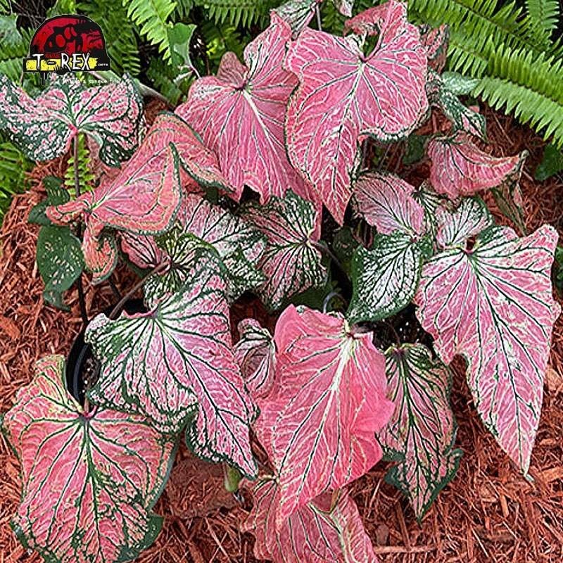 comprar muda de tinhorao