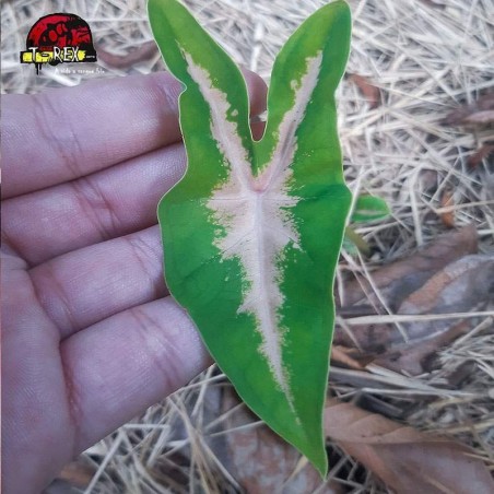 comprar muda de tinhorao