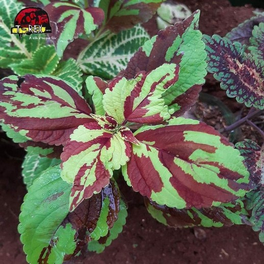 comprar muda de coleus