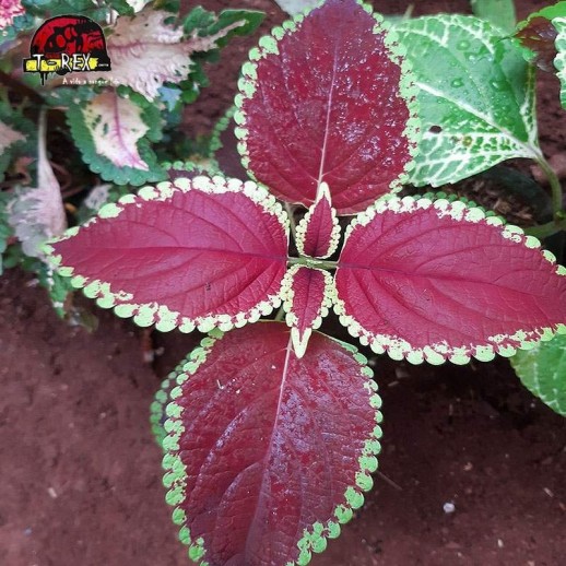 comprar muda de coleus