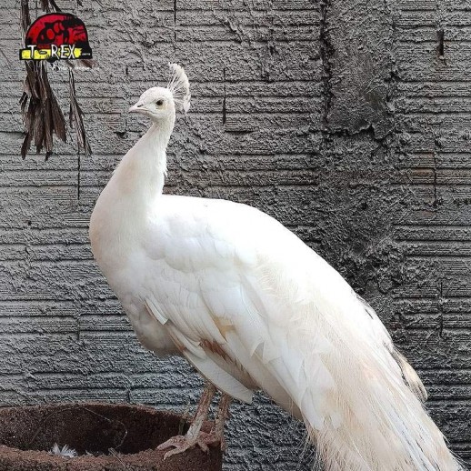 comprar pavao  branco