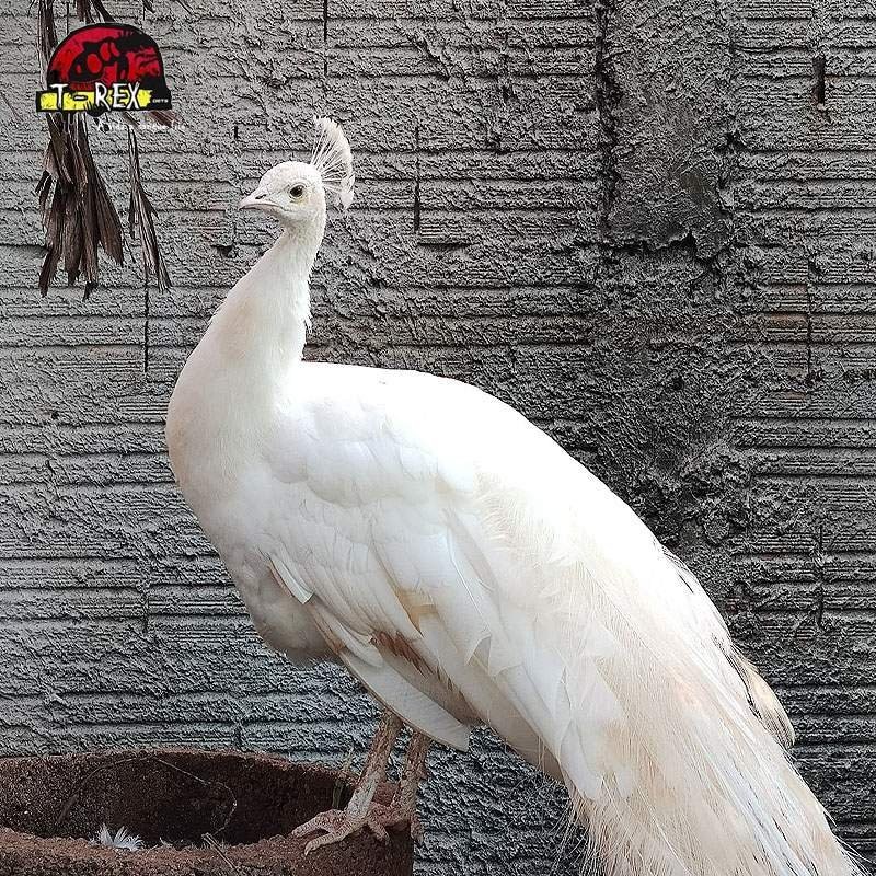 comprar pavao  branco