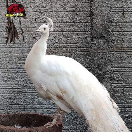 comprar pavao  branco