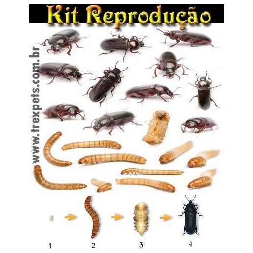 Kit Reprodução Tenébrio Molitor