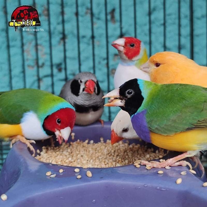 comprar diamante gould