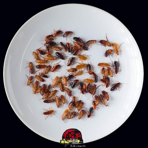 comprar baratas red runner alimento vivo