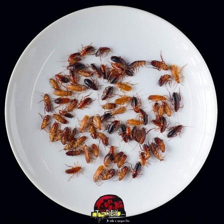 comprar baratas red runner alimento vivo