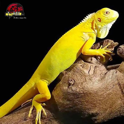 Filhote de Iguana Legalizada