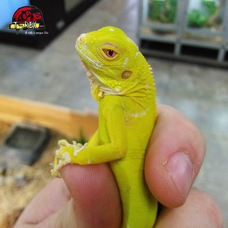 Criadouro de Filhotes de Iguana