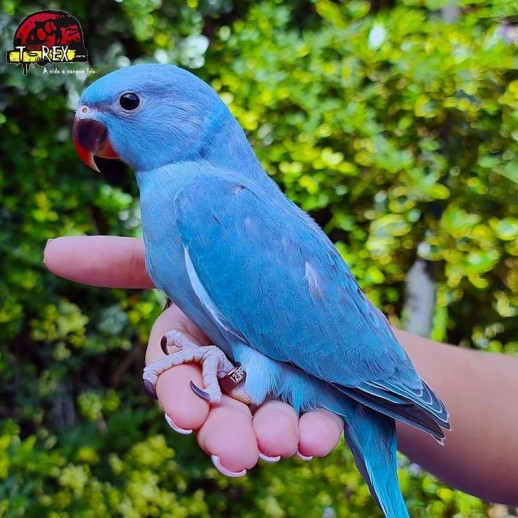 comprar ring neck adulto