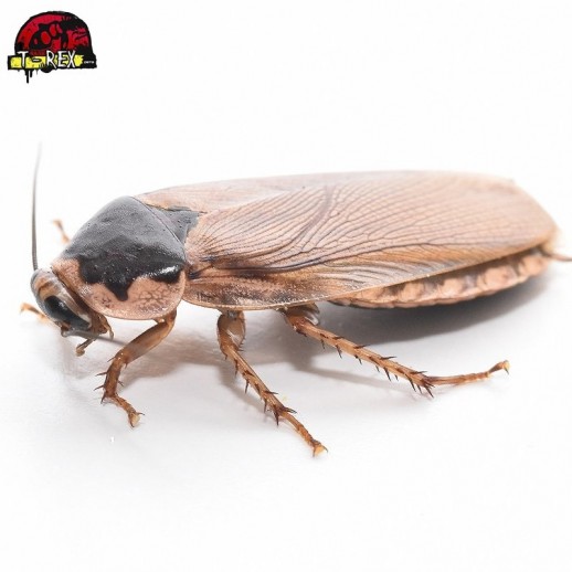 comprar barata palida alimento vivo