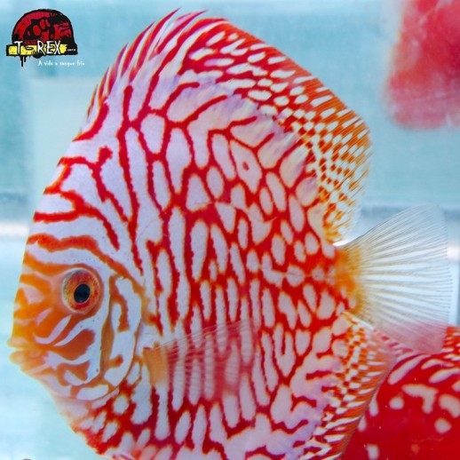 peixe colorido para aquario